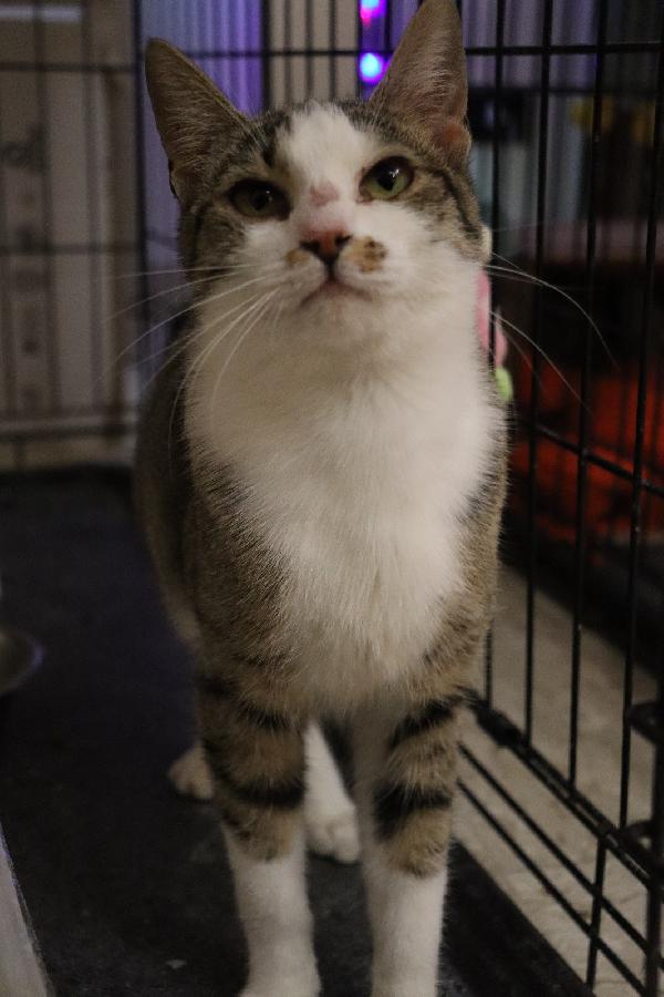 REBECCA, un musetto dolcissimo Foto 3